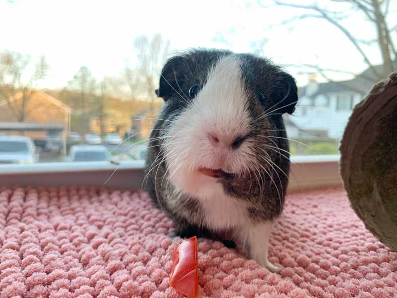 Our pig Muffin