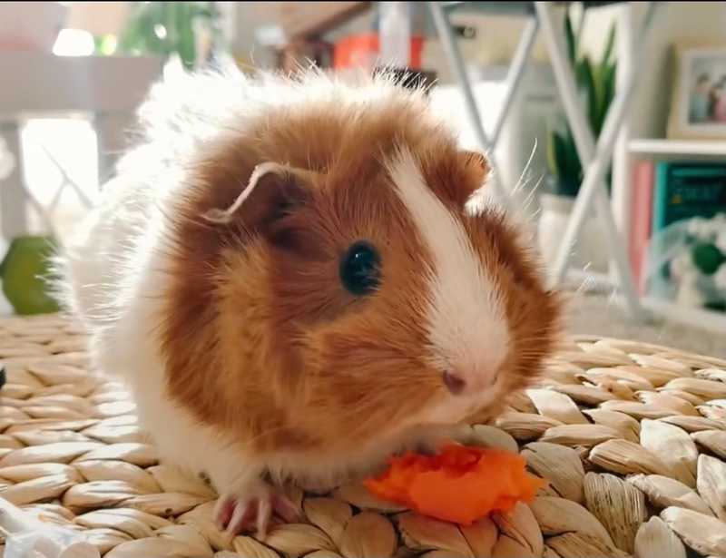 Our pig Milo
