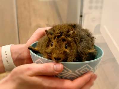 Moppie