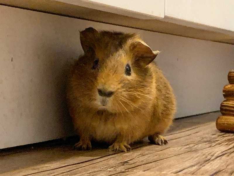 Our pig Maple