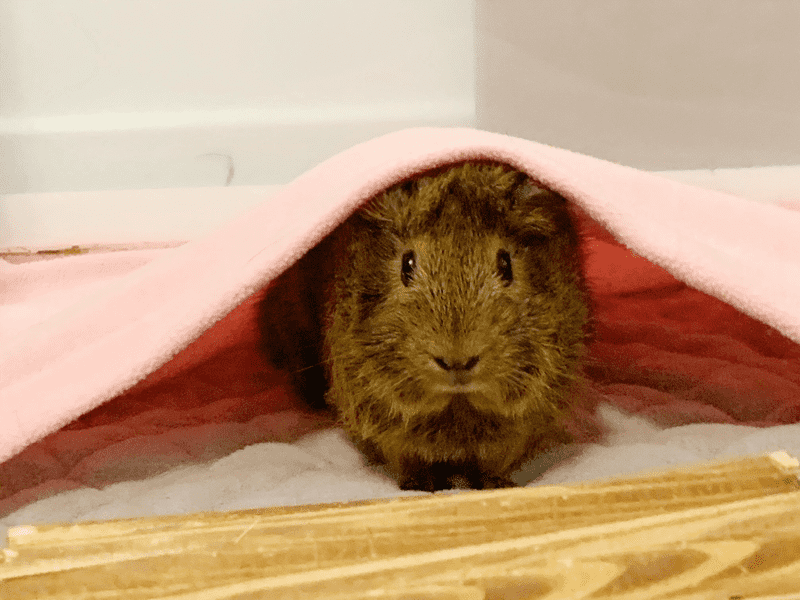 Our pig Moppie